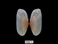 藏品(長形紫雲蛤)的圖片